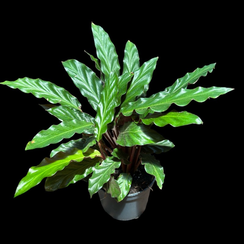 Calathea ‘Tropistar’|5″ Pot