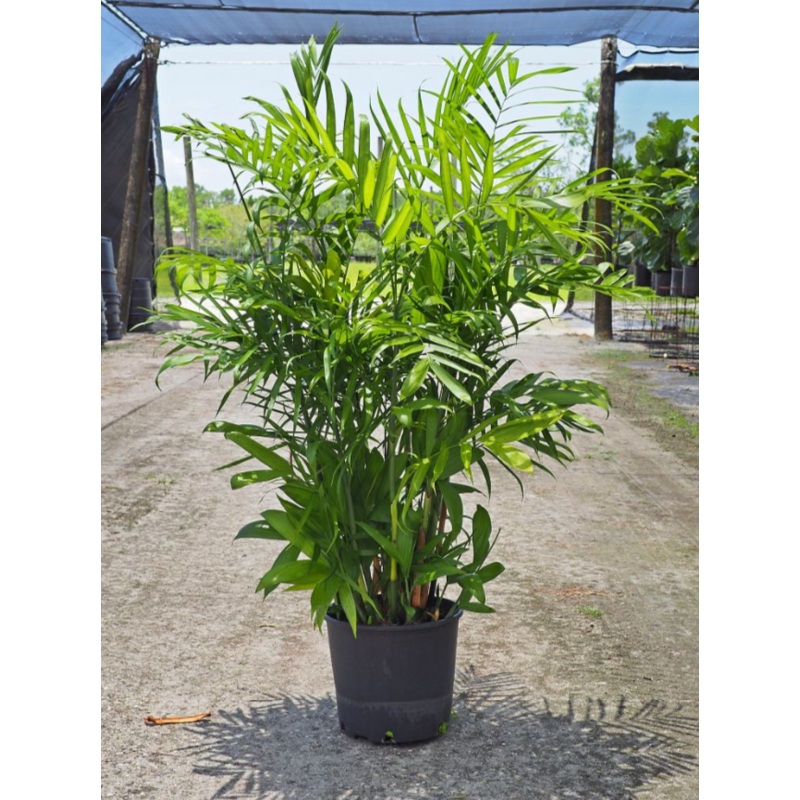 Chamaedorea Florida Hybrid|10″ Pot