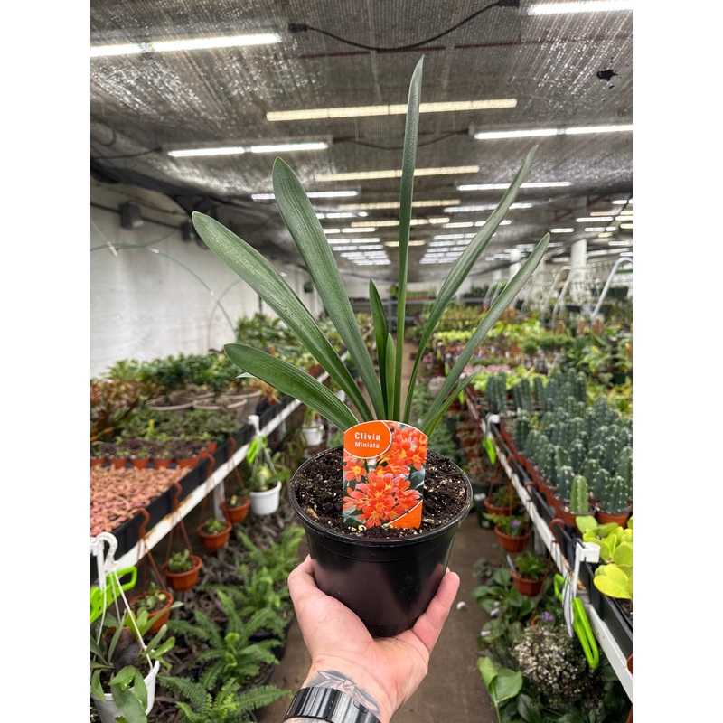 Clivia Miniata|6″ Pot