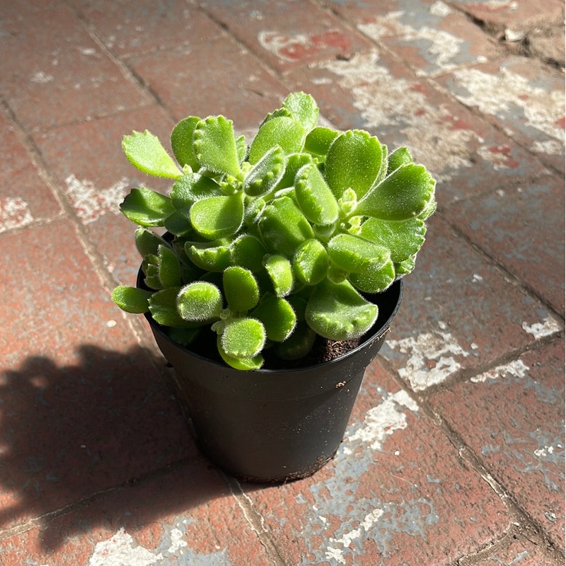 Cotyledon Ladismithiensis Bear Paw