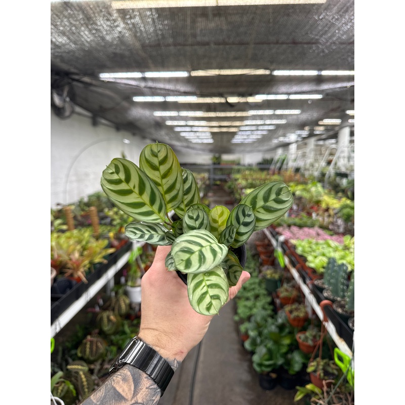 Ctenanthe burle-marxii ‘Amagris’ (Calathea)