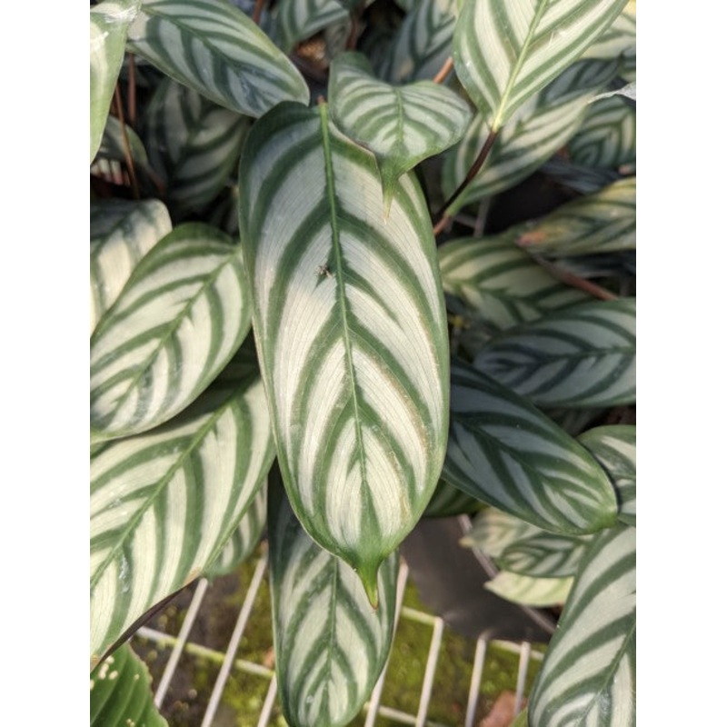 Ctenanthe oppenheimiana ‘Exotica’ (Calathea)