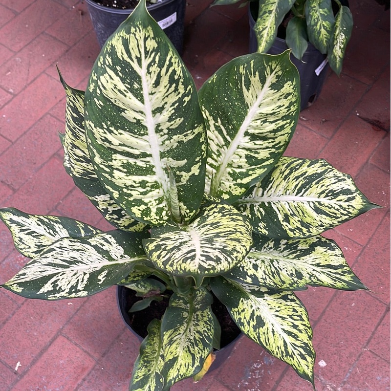 Dieffenbachia Subliem|4″ Pot