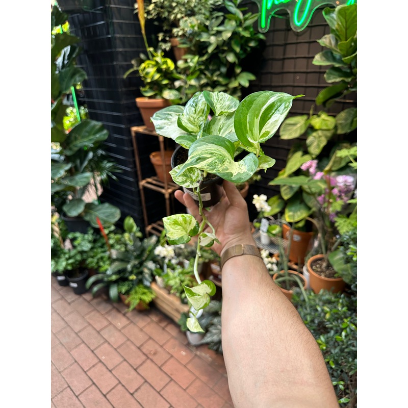 Epipremnum aureum Manjula|4″ Pot|7″ Pot – Totem