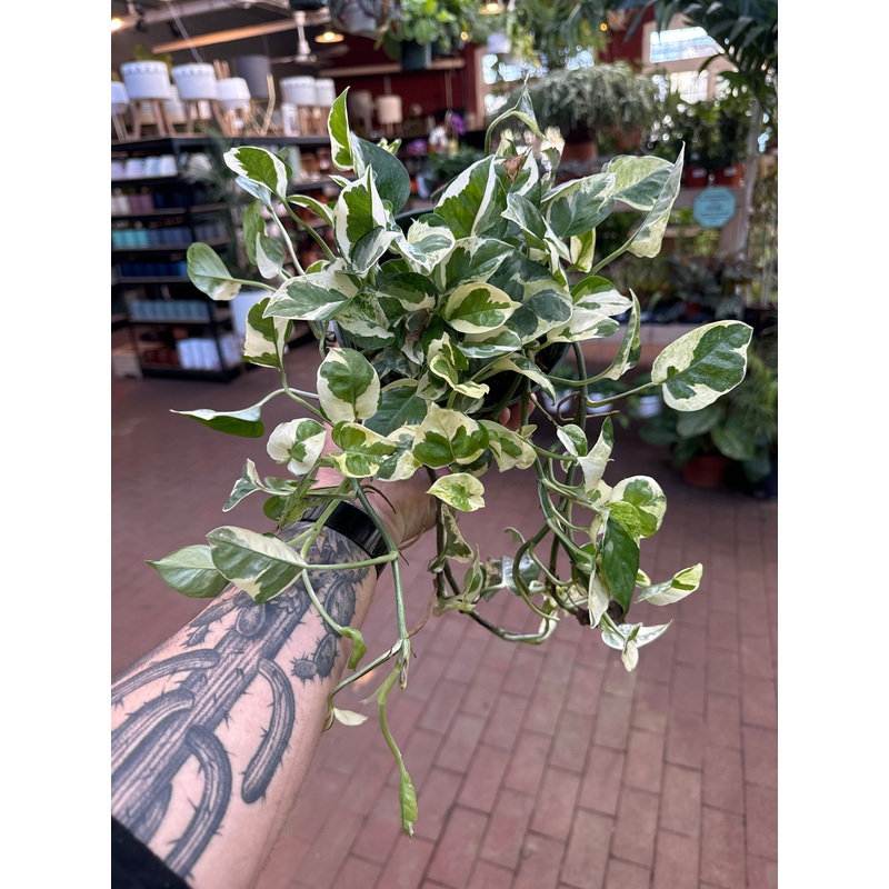 Epipremnum N’ Joy|4″ Pot|6″ Pot
