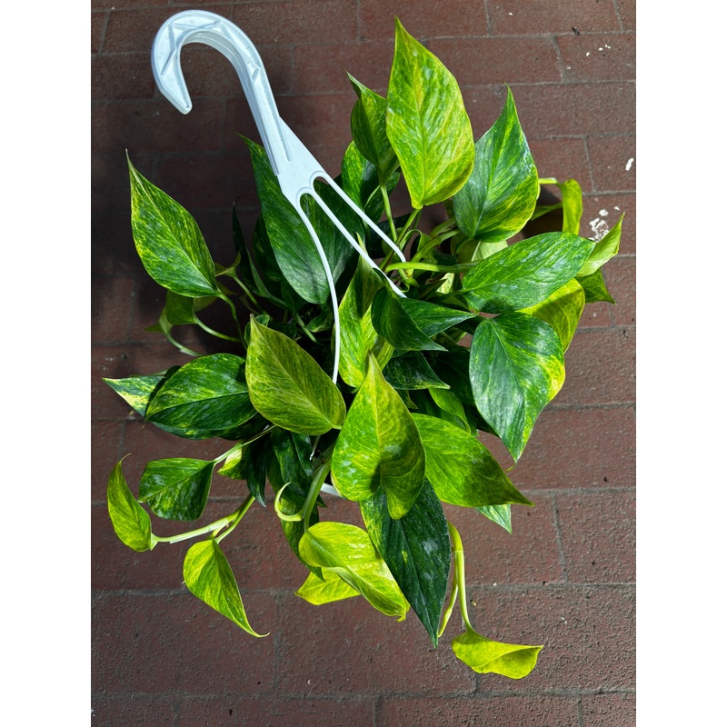 Epipremnum Neon Queen|4″ Pot|6″Hanging Basket