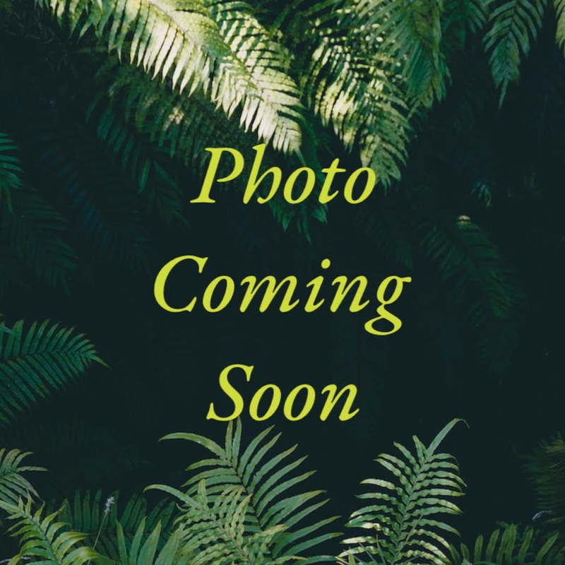 Fern – Chester|6″ Pot