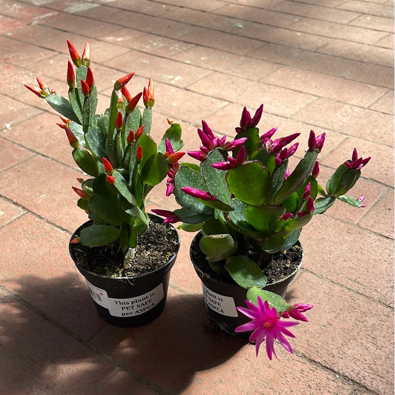 Hatiora – Spring Flowering Cactus