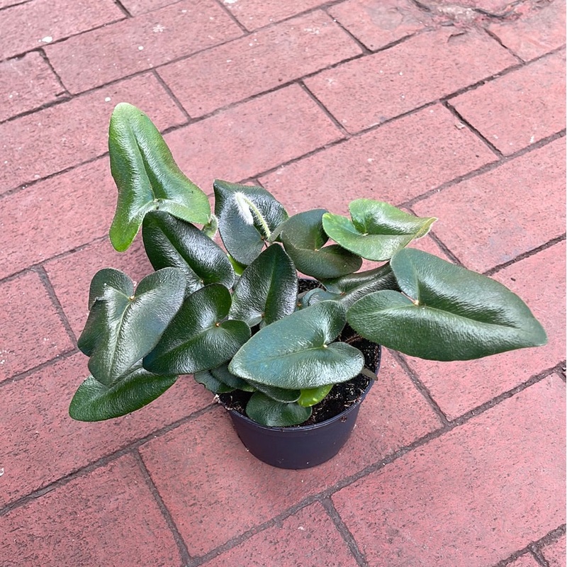 Hemionitis arifolia (Heart Fern)