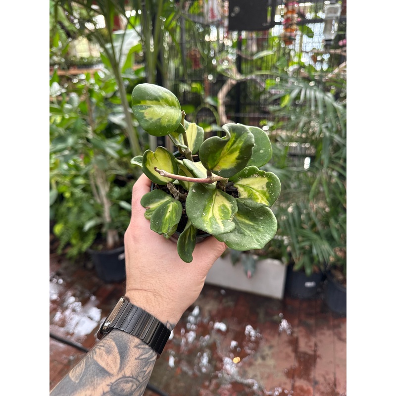 Hoya Obovata (Inner) Variegated
