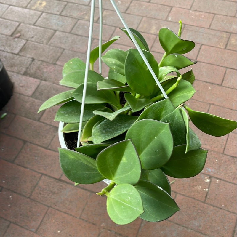 Hoya Pachyclada|8″ Hanging Basket