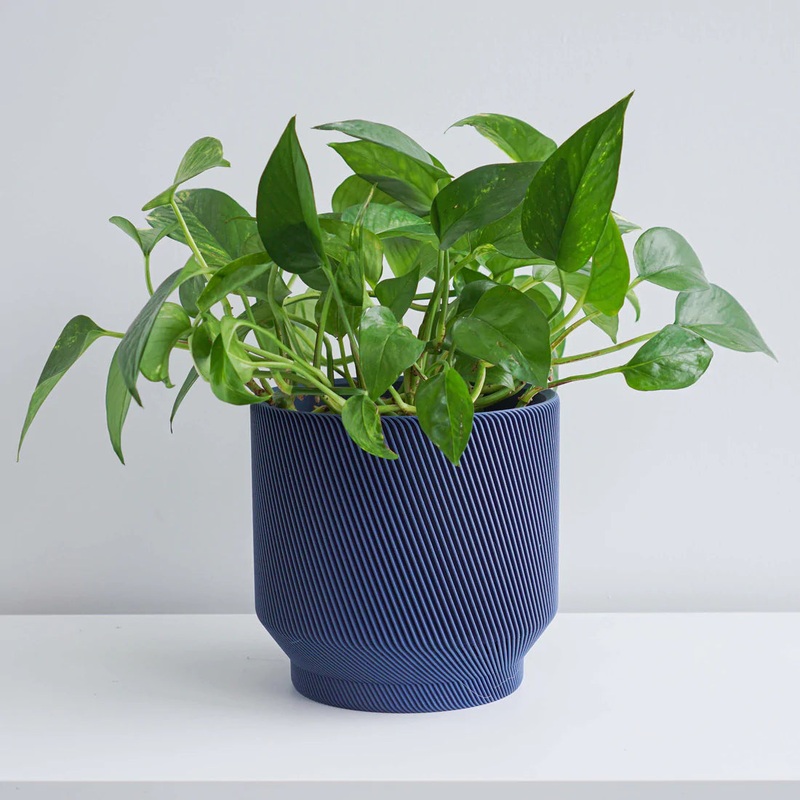 Midnight Blue Spruce Planter|2 inch|4 inch|6 inch