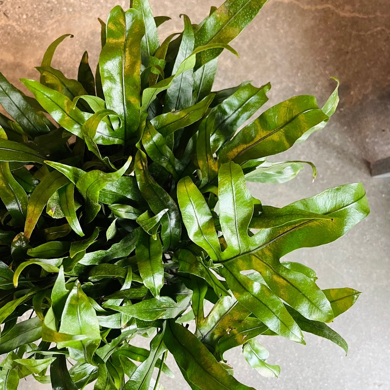 Monarch Fern|10 inch