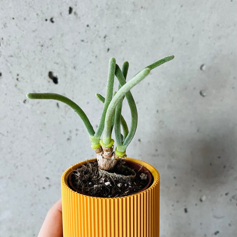 Monilaria Obconica|2 inch