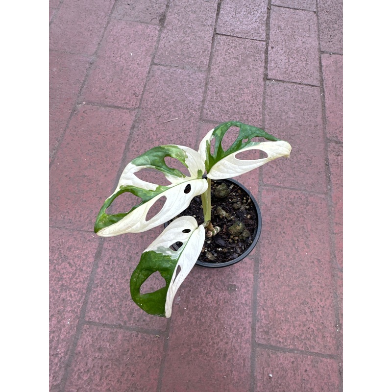 Monstera Adansonii Albo Variegata