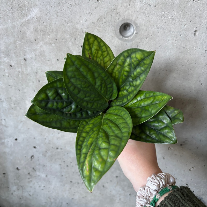 Monstera Peru|4 inch|6 inch (Hanging Basket)