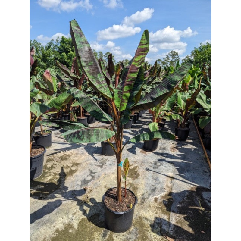 Musa Zebrina Rojo|14″ Pot