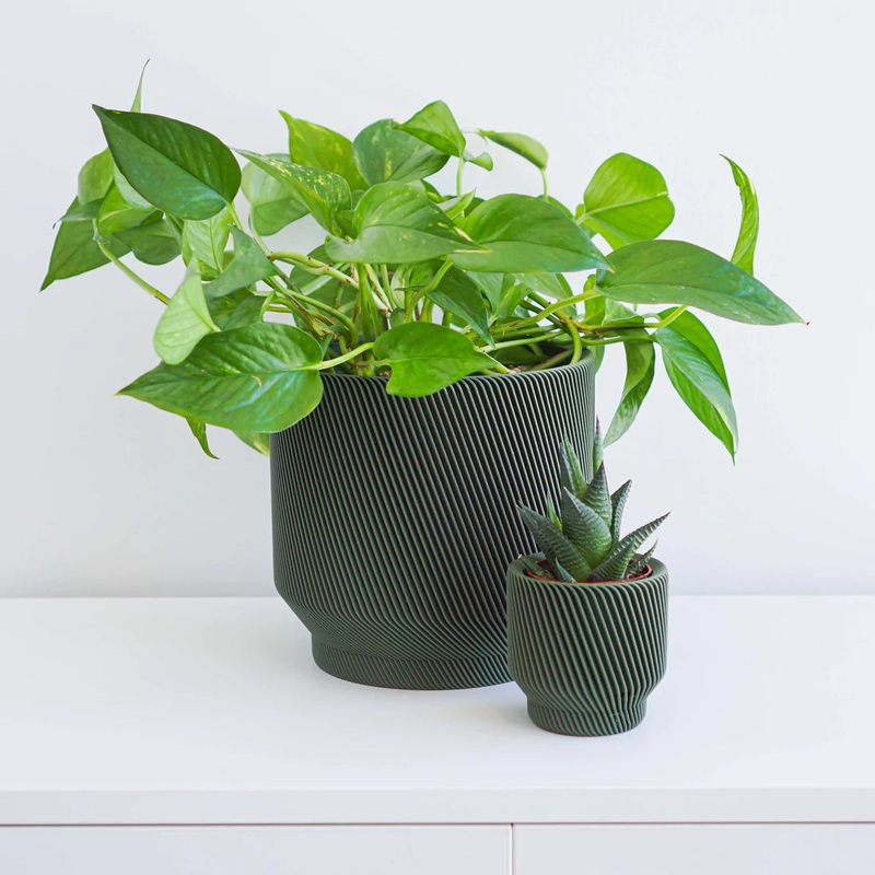 Olive Spruce Planter|2 inch|4 inch|6 inch