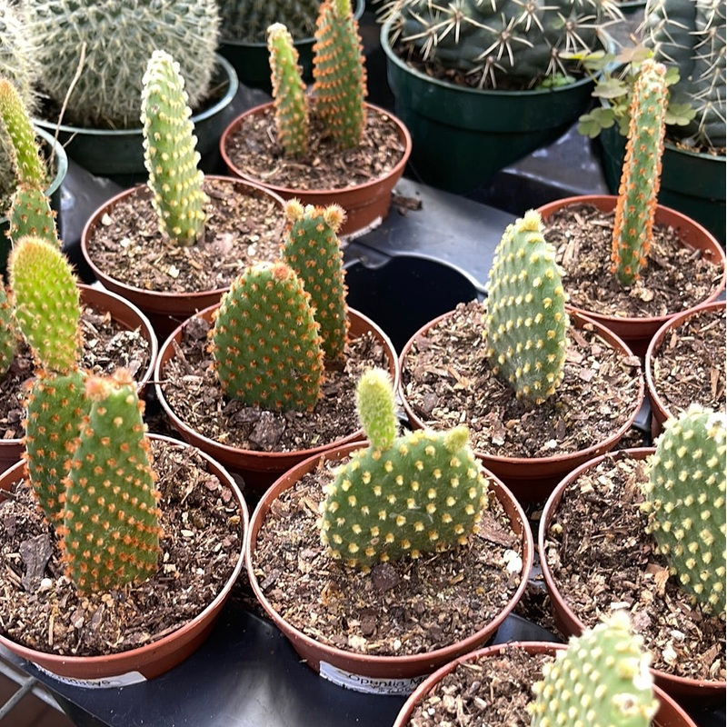 Opuntia Microdasys|4″ Pot
