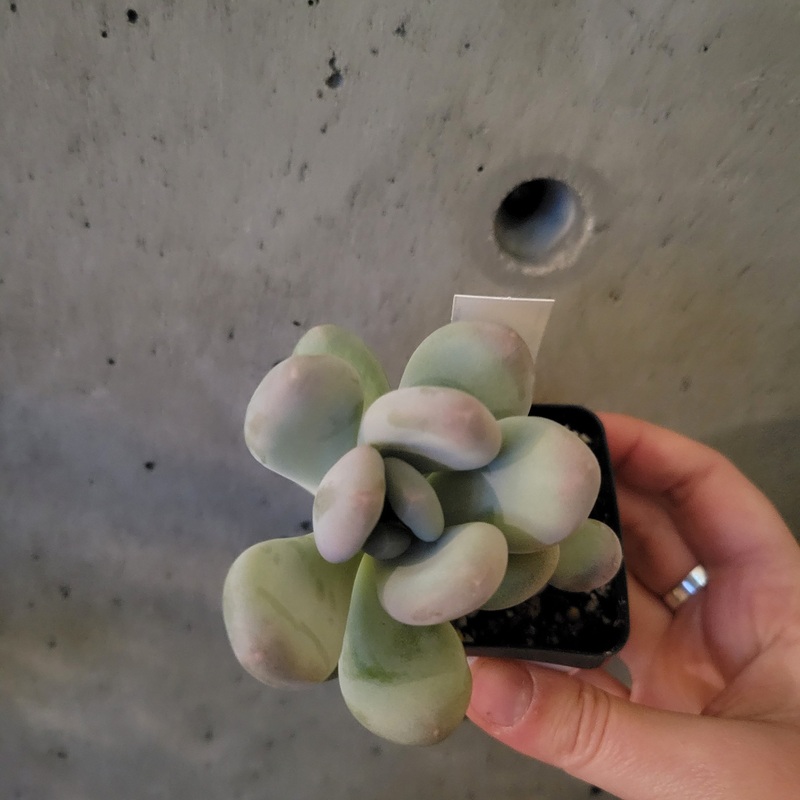 Pachyphytum Blue Pearl|2 inch|4 inch (terracotta)