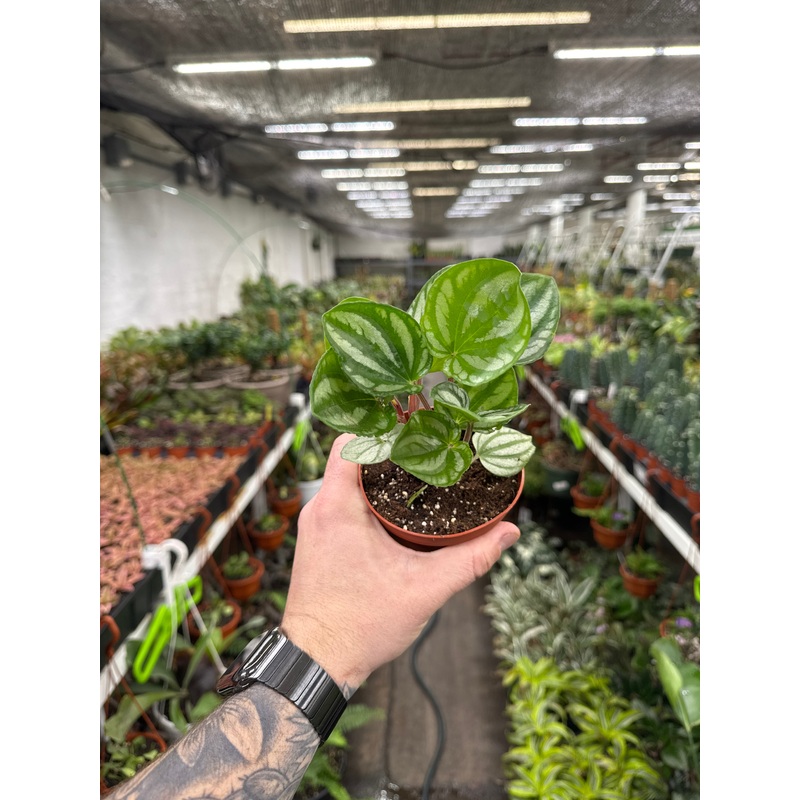 Peperomia Ecuador|4″ Pot