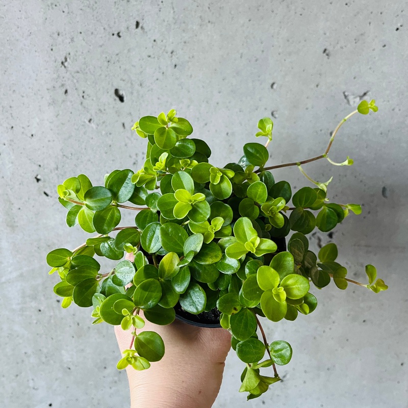 Peperomia Jitterbug|4 inch|6 inch (Hanging Basket)
