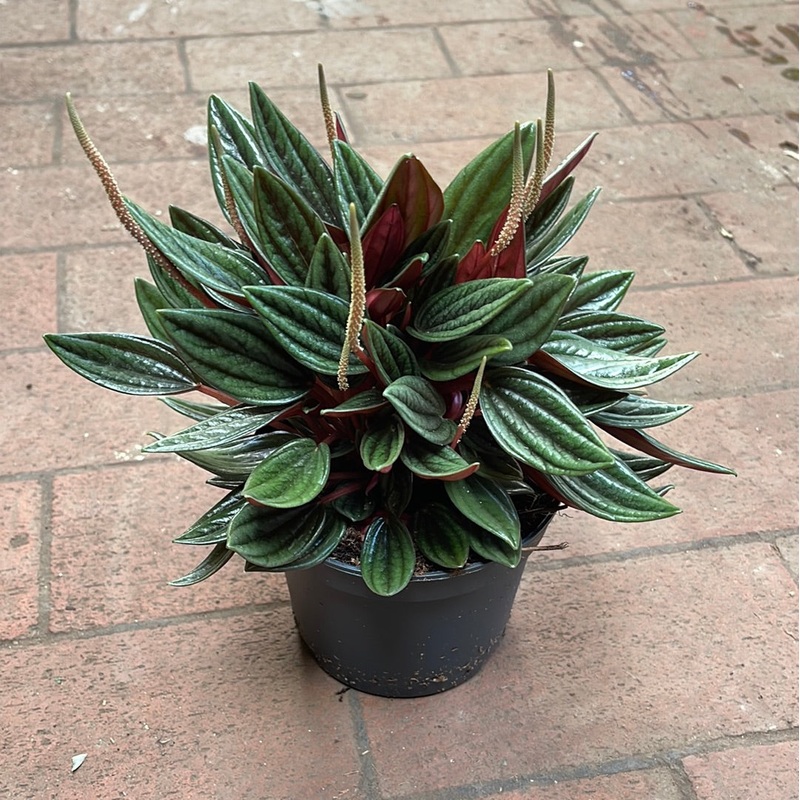 Peperomia Rosso|4″ Pot|6” Pot|6″ Hanging Basket