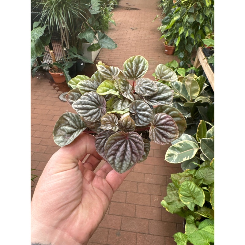 Peperomia Schumi Red|4″ Pot