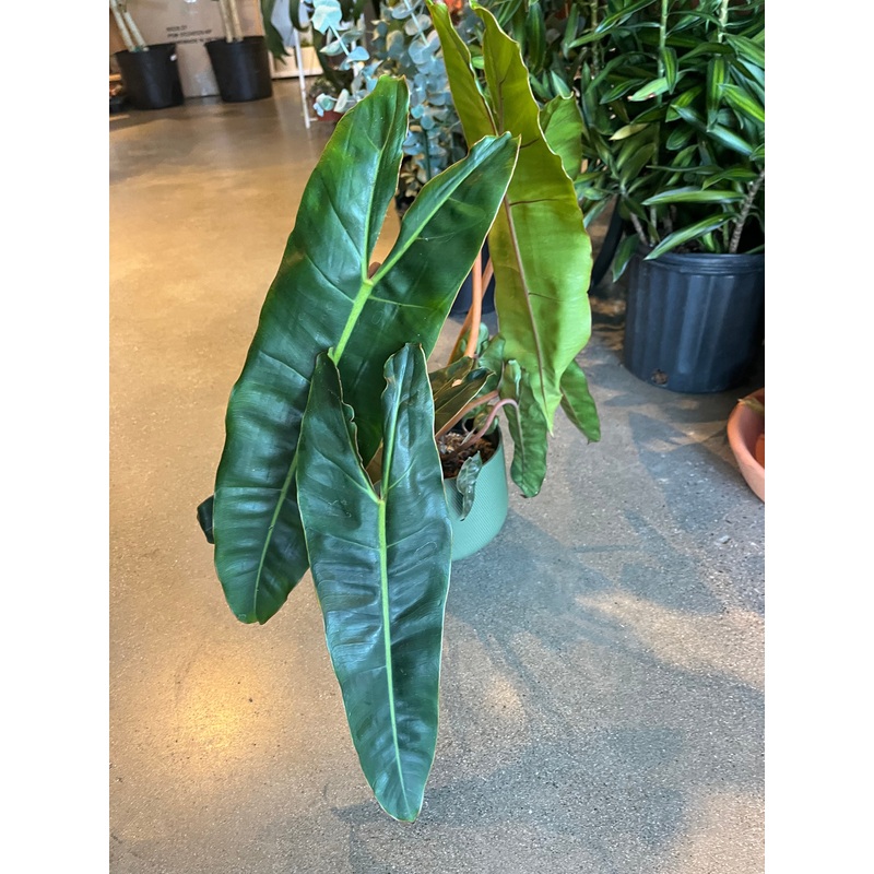 Philodendron Billietiae|4 Inch|6 inch|10 inch