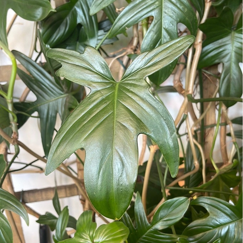 Philodendron Bipennifolium|4″ Pot