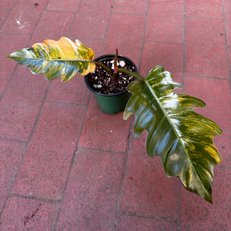 Philodendron Caramel Marble|4″ Pot