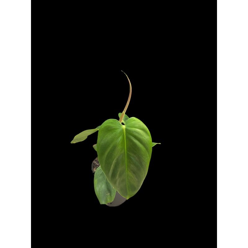 Philodendron Esmeraldense|4″ Pot|6″ Pot
