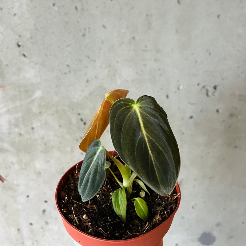 Philodendron Melanochrysum|3 inch|4 inch