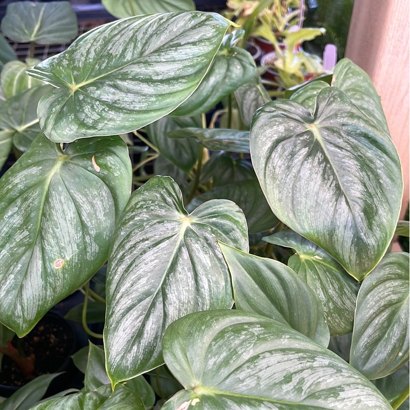 Philodendron Plowmanii|4″ Pot|6″ Pot