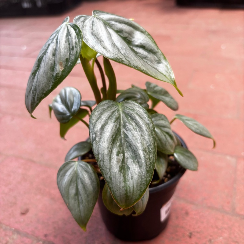 Philodendron Sodiroi|4″ Pot