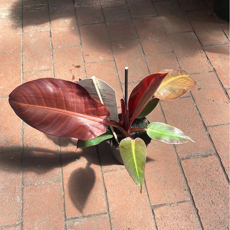 Philodendron Sun Red|4″ Pot|6″ Pot