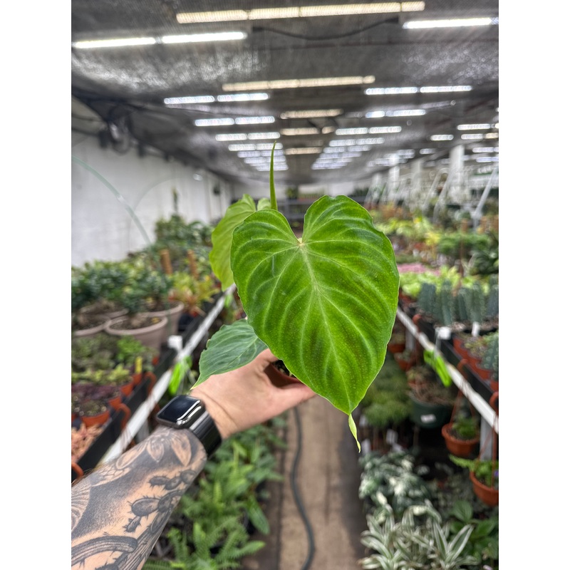 Philodendron Verrucosum|4” Pot|6” Pot