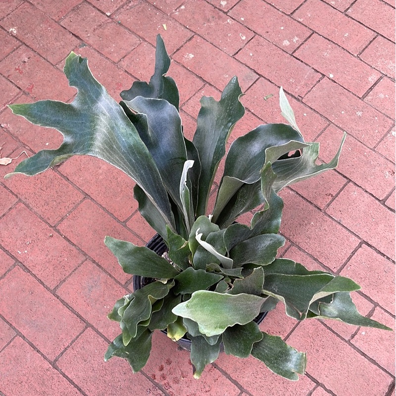 Platycerium grande – Giant Staghorn Fern