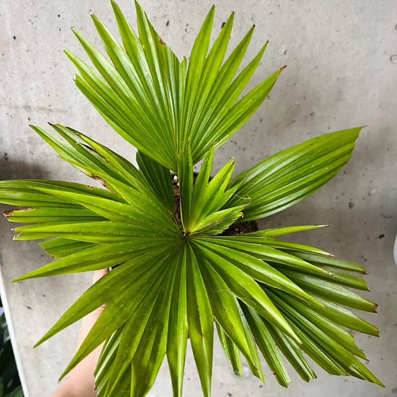 Queen Palm|6 inch