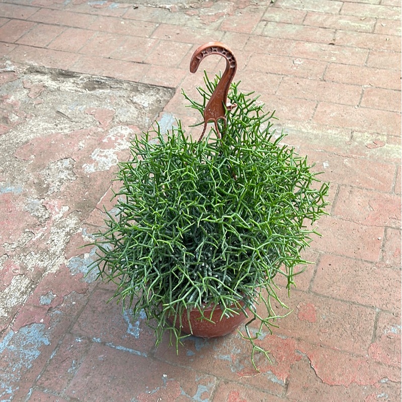 Rhipsalis Cereuscula|2″ Pot|4″ Hanging Basket|8″ Hanging Basket