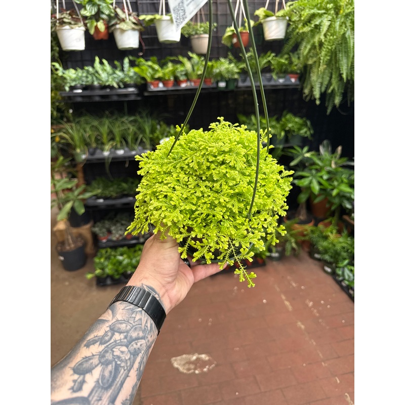 Selaginella Gold Moss|6″ Hanging Basket