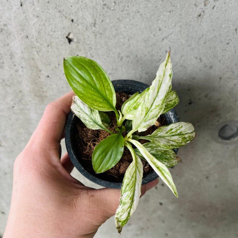 Spathiphyllum Sensation Variegated