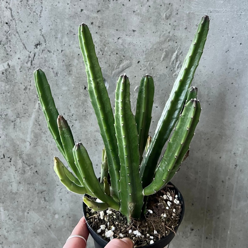 Stapelia leendertziae|5 inch|6 inch