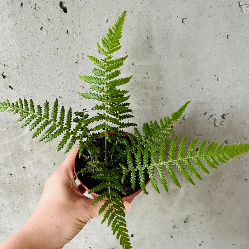 Tree Fern|4 inch
