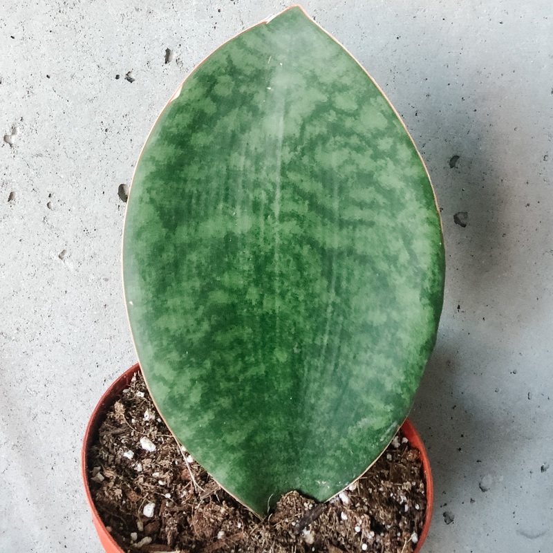 Whale Fin Snake Plant|4 inch|6 inch|10 inch