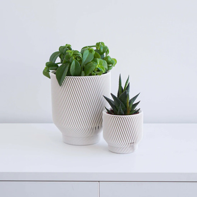 White Spruce Planter|2 inch|4 inch|6 inch