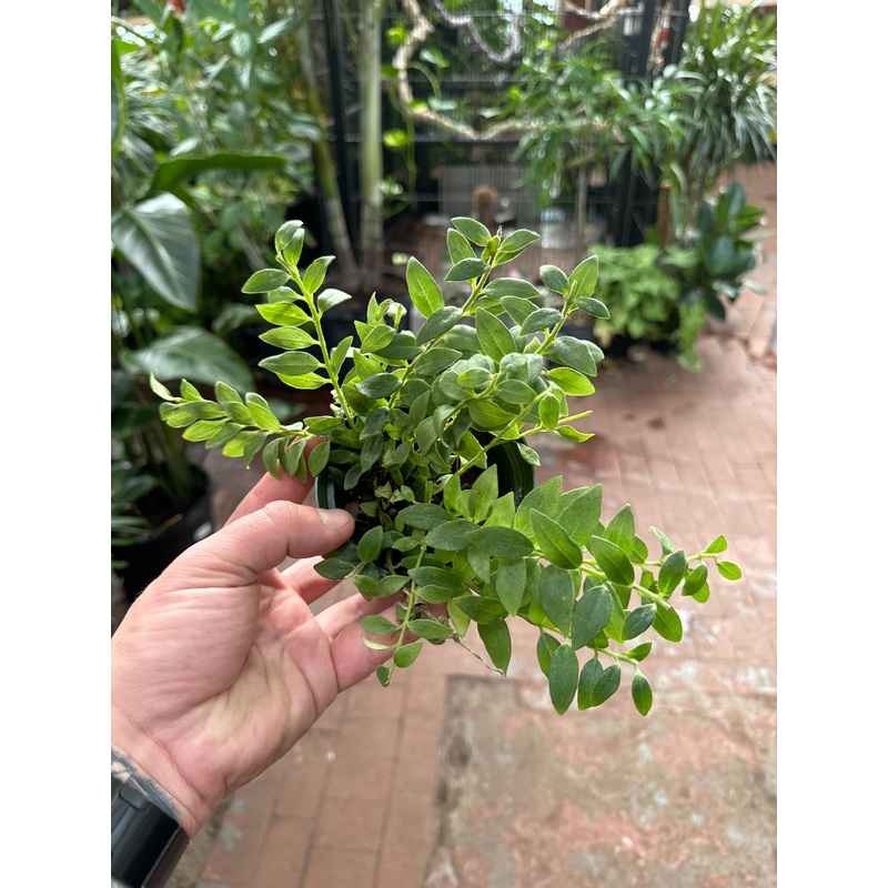 Aeschynanthus Janine Lipstick Plant