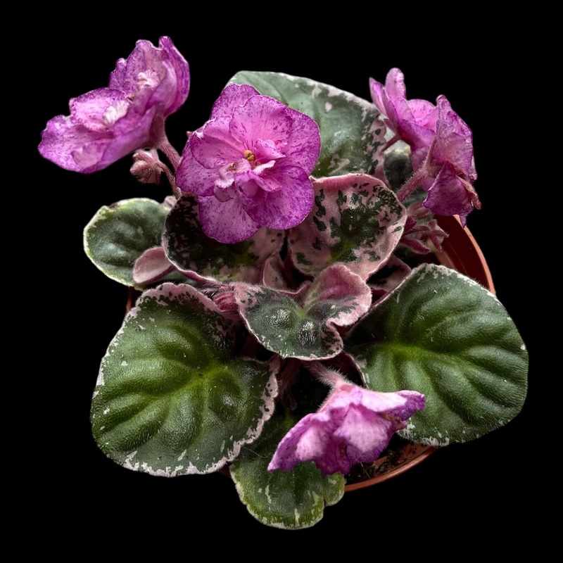 African Violet ‘Sergeant Pepper’