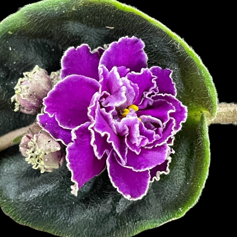 African Violet ‘Sun Sizzle’|4″ Pot