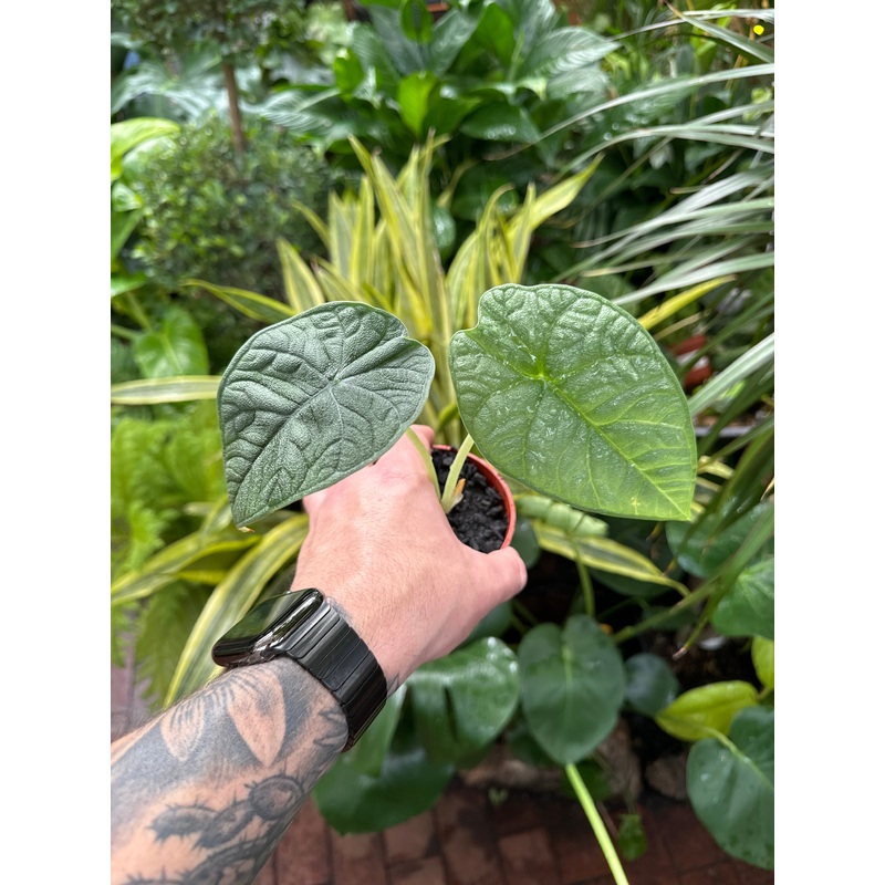 Alocasia Melo (Rhino Skin)|4″ Pot